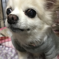 シルク