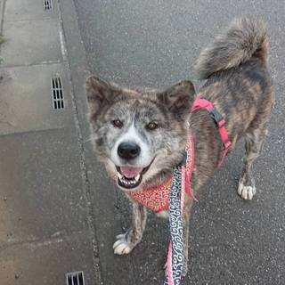 小ぶりでかわいい虎毛ちゃんー再募集