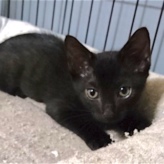 くろ猫 男の子 クウくん