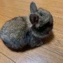 うさぎ 里親募集です！