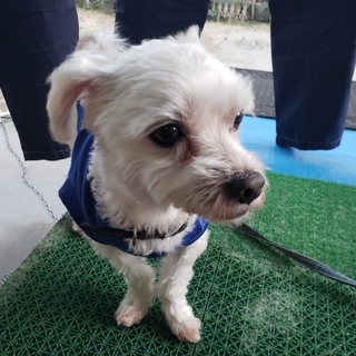 マルチーズ　オス