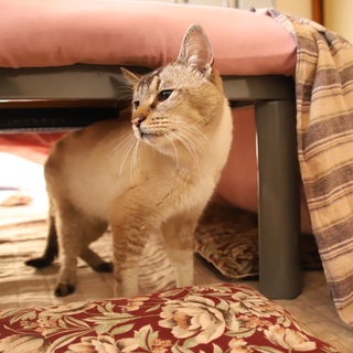 人懐っこい猫ちゃん