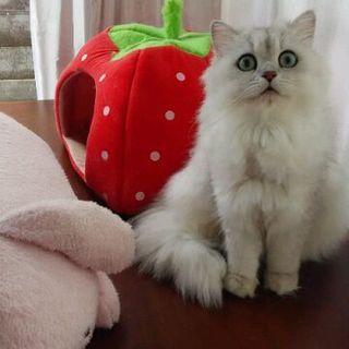 ❤りかちゃん❤