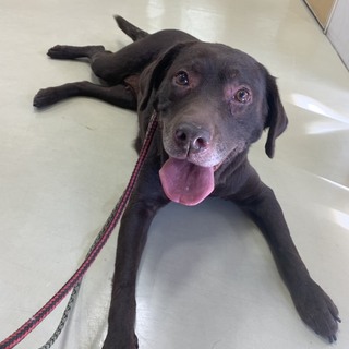 天真爛漫な可愛い子　チョコラブ（メス）８歳～９歳