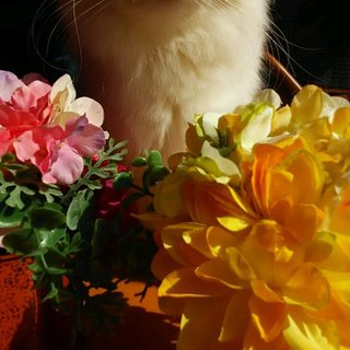 ❤光（ひかり）ちゃん★〈足長ミヌエット）