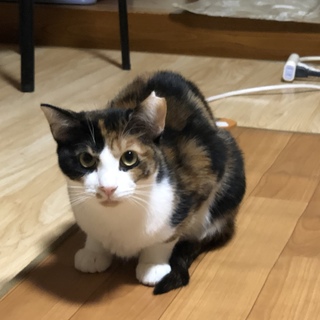 10ヶ月三毛猫の「ふわちゃん」