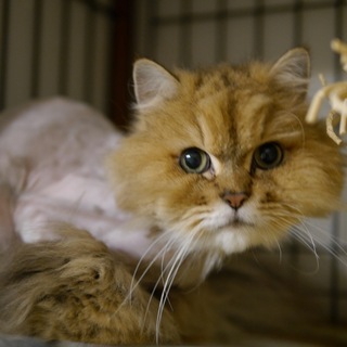 飼い主入院の為■9匹の大人猫ご縁募集■しゃもん