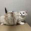 スコティッシュフォールド✩男の子