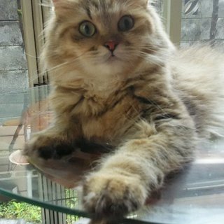 ❤えりかちゃん❤（足長ミヌエット）