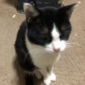 なつこい猫です