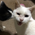 飼ってください