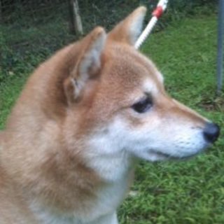 純柴犬の女の子です。