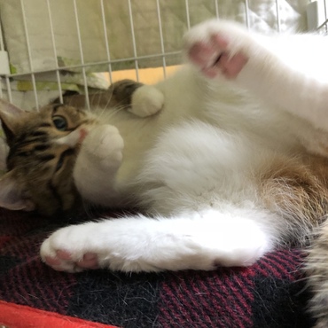 早く撫でて…とお腹をだしてます。まだ出会って4日目ですが…人馴れしてる。