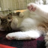 早く撫でて…とお腹をだしてます。まだ出会って4日目ですが…人馴れしてる。