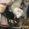 募集を終了させてもらいます。 サムネイル3
