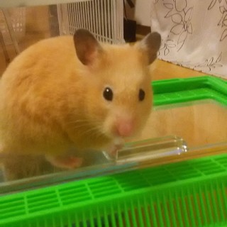 おとなしく優しいキンクマの男の子です