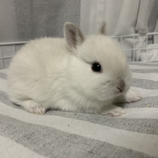 ネザーランドドワーフ　白い子ウサギ