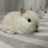 ネザーランドドワーフ　白い子ウサギ サムネイル1
