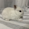 ネザーランドドワーフ　白い子ウサギ サムネイル2