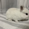 ネザーランドドワーフ　白い子ウサギ サムネイル3