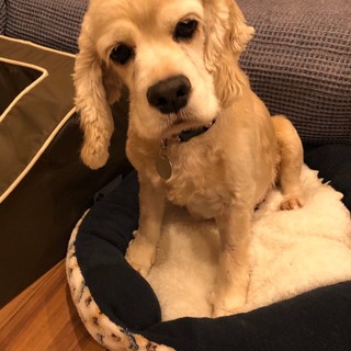 人懐っこくてシッポふりふり♪まこちゃん