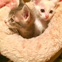 子猫の里親募集しています