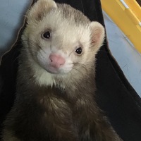 ちくわ