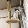 キャットタワー