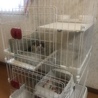 全く入らないキャットゲージ