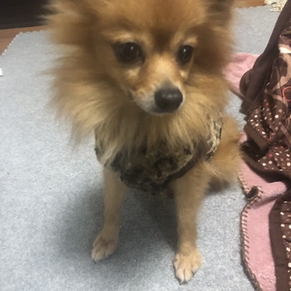 ポメラニアンのぽんず♡
