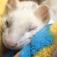 こたろう