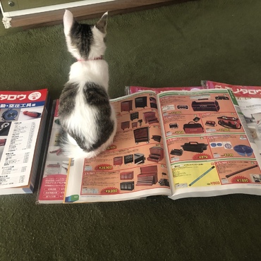 猫のお決まり