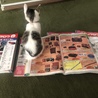 猫のお決まり