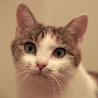 人大好き！三毛ちゃん 少し離れた目が可愛い美人さん