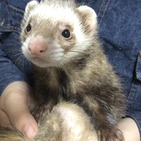 きなこ