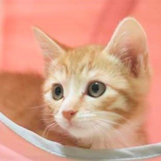 人馴れ抜群＆超甘えん坊♡キュートなソックス男子