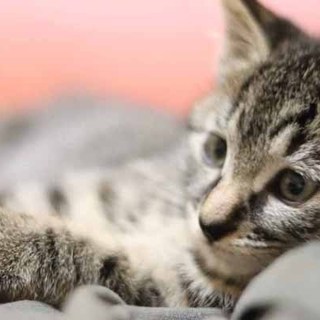 人馴れ抜群＆超甘えん坊♡優しいお顔の天使くん