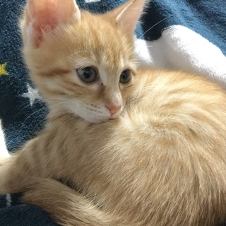 一時停止  甘え女子！希少茶トラ★くりんちゃん