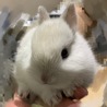 ネザーランドドワーフ　白い子ウサギ サムネイル4