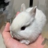 ネザーランドドワーフ　白い子ウサギ サムネイル5