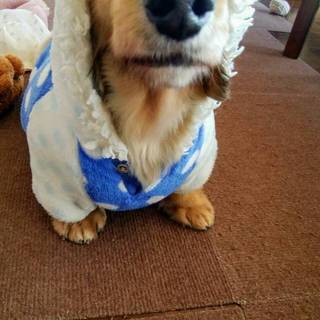 クリームのダックス、とんがりコーン君