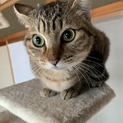 キジトラ子猫