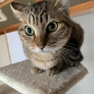 キジトラ子猫