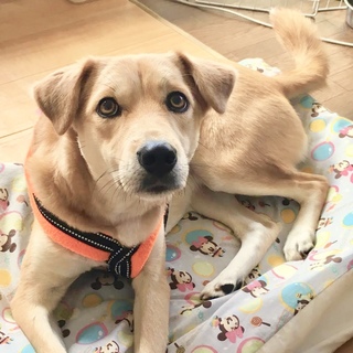 おひとよしな平和主義「なな」