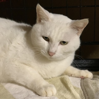 ありがとうございました★白猫キュールちゃん