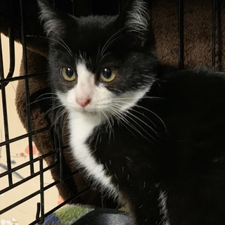 ありがとうございます