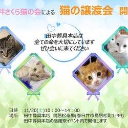 猫の譲渡会by春日井さくら猫の会