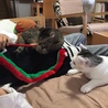 の写真
