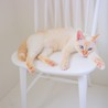 椅子の上でくつろぐシャミさん