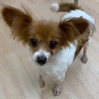 明るい元気な きゃりチャン☆推定5歳